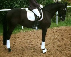 dressage horse Brünetta (Oldenburg, 2012, from Benetton Dream FRH 1301)