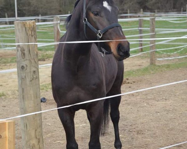 Pferd Rainbows Rubin (Westfale, 2011, von Black Scotch Outfit)