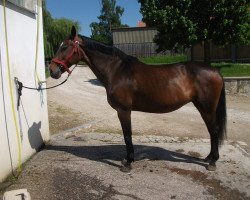 broodmare Rainbow Lady (Westphalian, 1997, from Ribbeck)