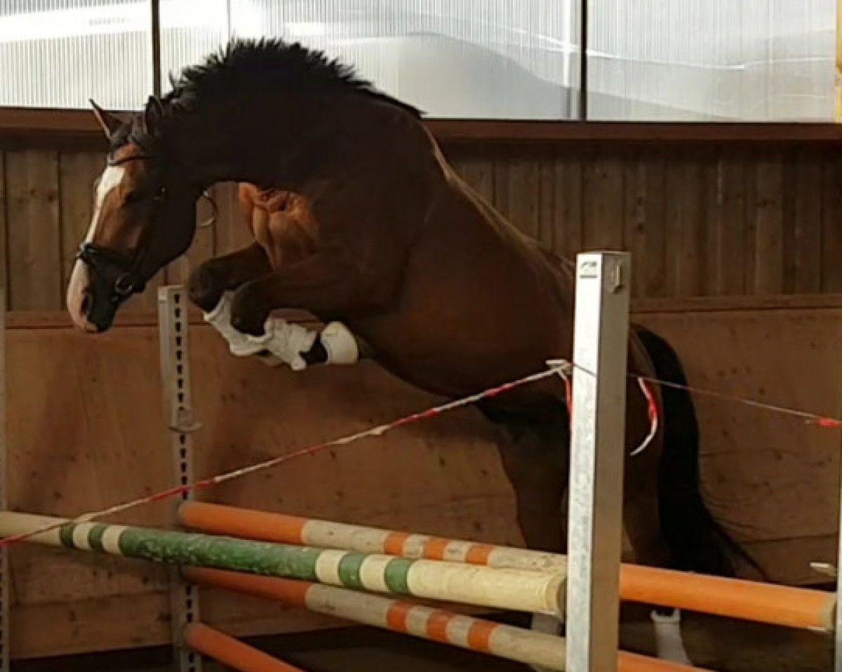 jumper Cascado B (Holsteiner, 2014, from Cascadello)