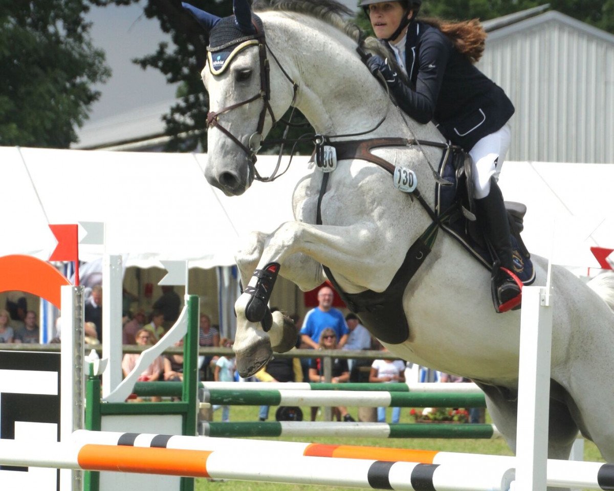 jumper Camelot 74 (German Warmblood, 2000, from Capitol III)