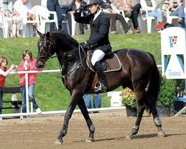 stallion Cyril (Czech Warmblood, 1997, from Coriano)