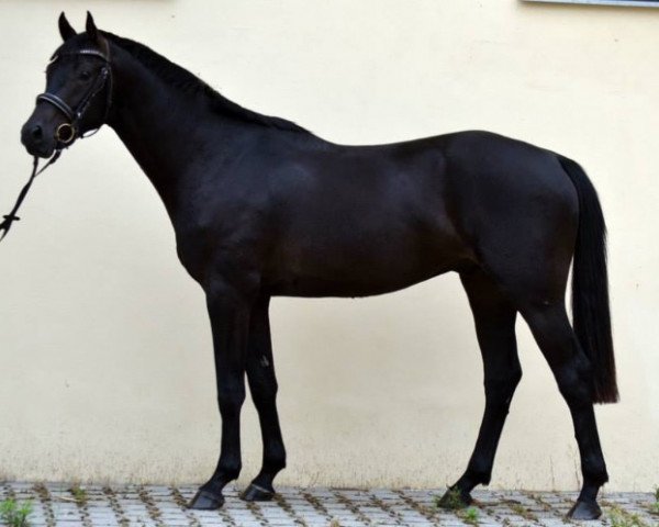 dressage horse Caruso Aristeo (Czech Warmblood, 2012, from Cyril)