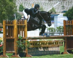 jumper Edelstein 33 (Hanoverian, 1999, from Escudo II)