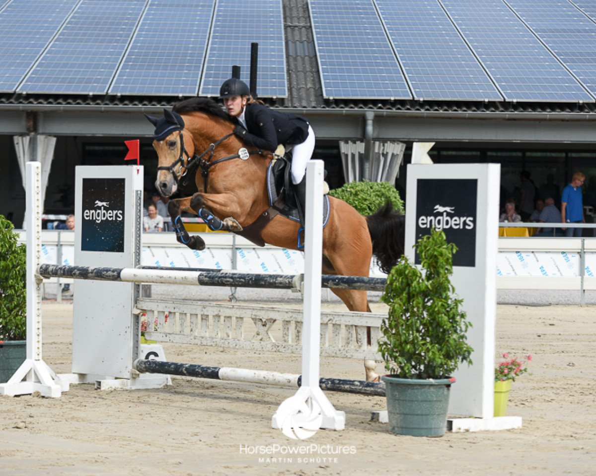 Springpferd Justin 127 (Nederlands Rijpaarden en Pony, 2004, von Kwaliteit)