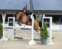 jumper Justin 127 (Nederlands Rijpaarden en Pony, 2004, from Kwaliteit)