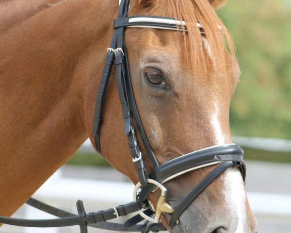 horse Great Pretender (Welsh Partbred, 1995, from Marieton's Jasper)