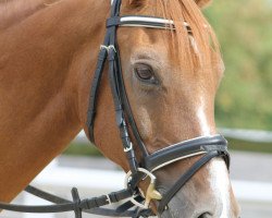 Pferd Great Pretender (Welsh Partbred, 1995, von Marieton's Jasper)