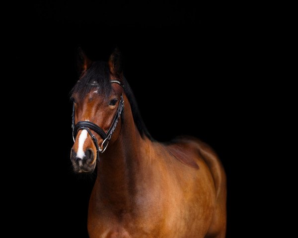 dressage horse Don Dornik MT (Rhinelander, 2017, from Dornik B)