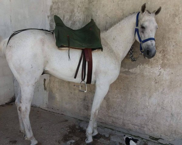 Pferd SONY (Hispano-Araber, 2005)