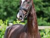 dressage horse Brettano JK (Westphalian, 2013, from Bretton Woods)