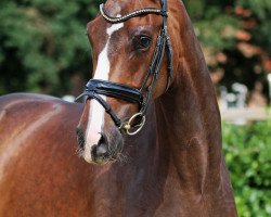 dressage horse Bakado (Westphalian, 2013, from Bretton Woods)