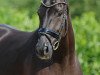 dressage horse Showtime 83 (Oldenburg, 2014, from San Amour I)