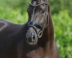 dressage horse Showtime 83 (Oldenburger, 2014, from San Amour I)