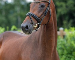 dressage horse Wyntina (Westfale, 2013, from Wynton)