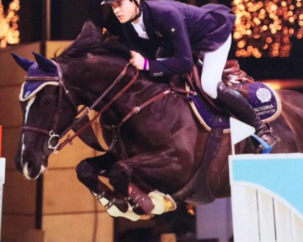 broodmare Whoops (KWPN (Royal Dutch Sporthorse), 2003, from Voltaire)