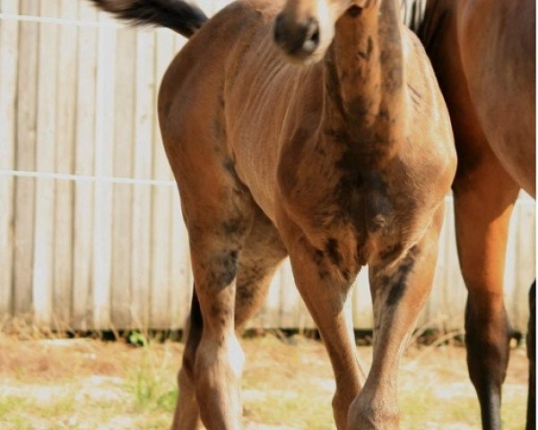 dressage horse Caspario (Oldenburg, 2014, from CADEAU NOIR)