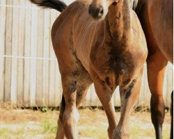 dressage horse Caspario (Oldenburg, 2014, from Cadeau Noir)