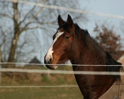 dressage horse Amarillo (Oldenburg, 2012, from Almoretto)