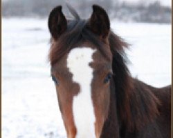 dressage horse Der Hit (Oldenburg, 2011, from Delikat)