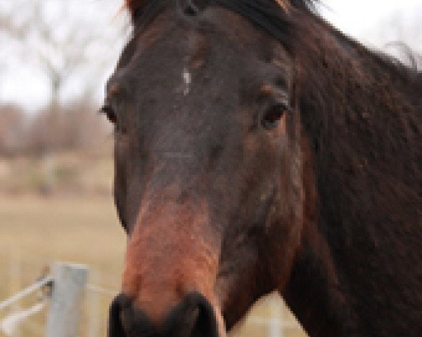 Springpferd Hugo (Oldenburger, 2009, von Herzog von Nassau)