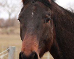 Pferd Hugo (Oldenburger, 2009, von Herzog von Nassau)