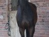 dressage horse Rock Me Rebellina (Oldenburg show jumper, 2010, from Rebell Junior)