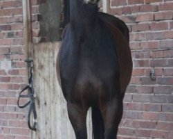 dressage horse Rock Me Rebellina (Oldenburg show jumper, 2010, from Rebell Junior)