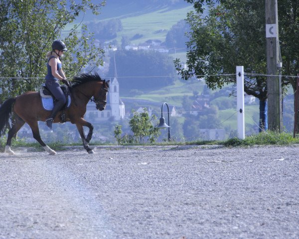 horse Sharion (Welsh mountain pony (SEK.A), 2007, from De Evertshoeve's Springstar)