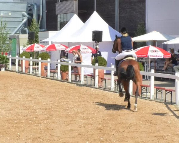 Horse Summer Meeting Jagstzell 2018