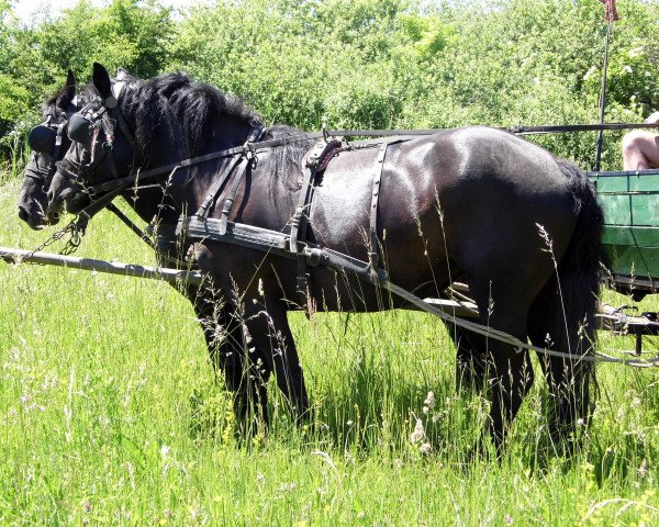 horse Csillag (Hungarian Heavy Draft, 2013)