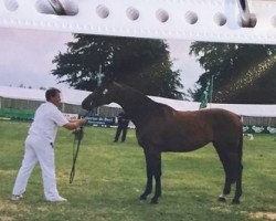 Zuchtstute Scalini van de Heffinck D'11 (Belgisches Warmblut, 1995, von Landino)