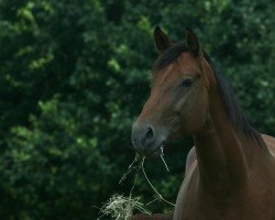 Zuchtstute Wilda (Schwedisches Warmblut, 2009, von Sir Splendor)