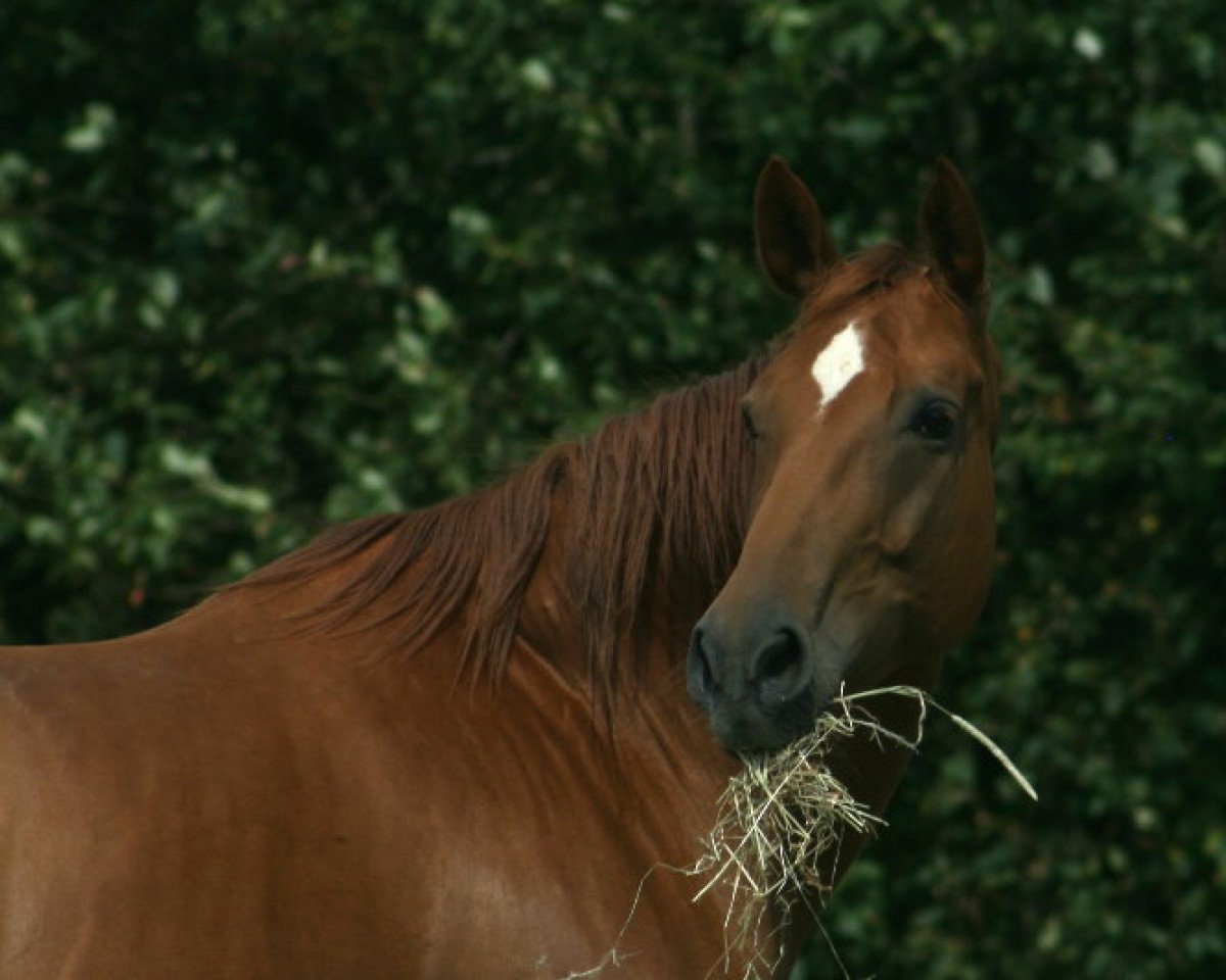 broodmare Wizett (Swedish Warmblood, 2002, from Warsteiner)