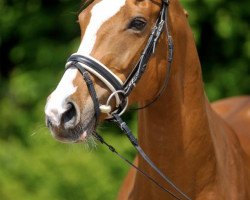 broodmare Rosella II (Holsteiner, 2001, from Painter's Row xx)