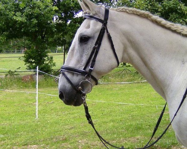 horse Robertino (Trakehner, 1978)