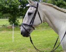 horse Robertino (Trakehner, 1978)