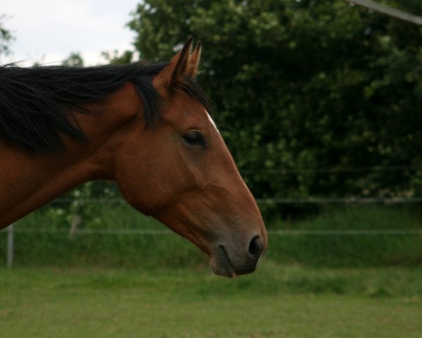 dressage horse Floydie (Holsteiner, 2013, from Almoretto)
