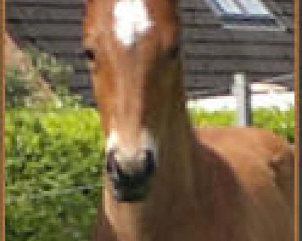 Dressurpferd Eloy (Holsteiner, 2011, von Almoretto)
