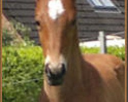 dressage horse Eloy (Holsteiner, 2011, from Almoretto)