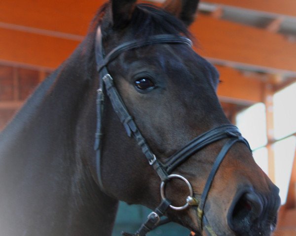 dressage horse Thyara (Oldenburg, 2008, from Daddy Cool)