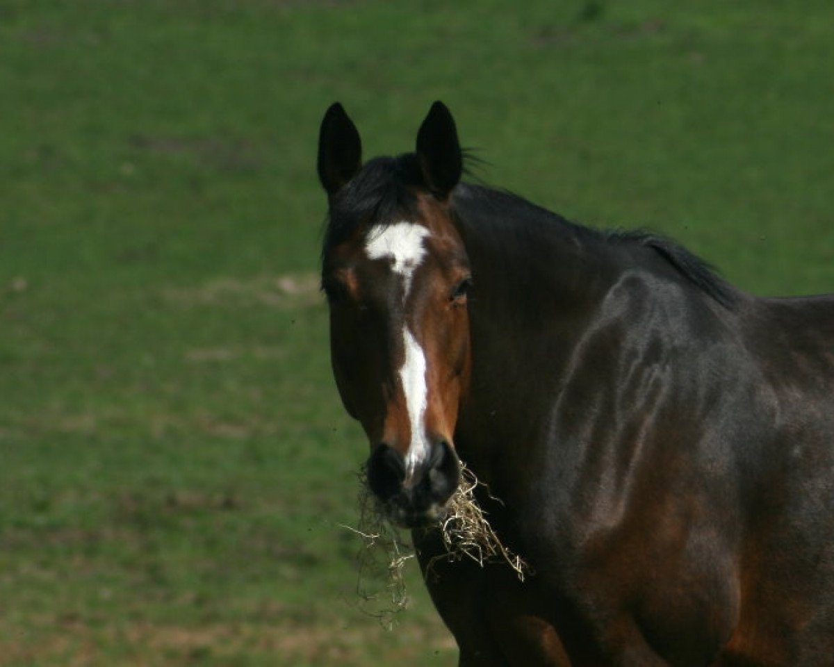 Zuchtstute Take It Easy (Oldenburger, 2007, von Don Marco 3)
