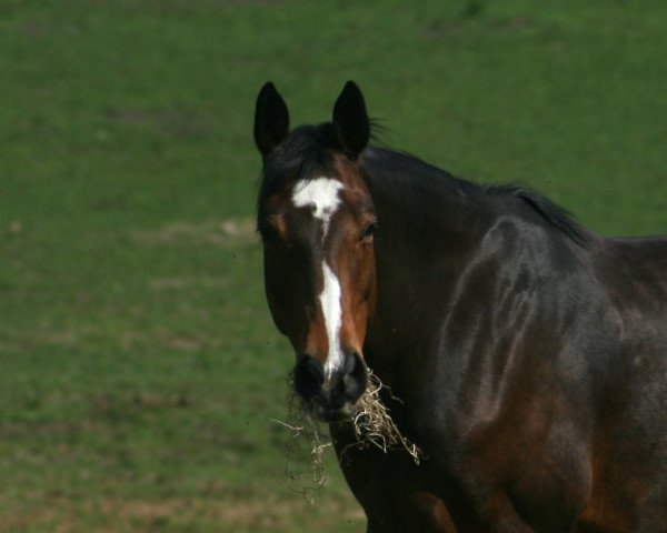 broodmare Take It Easy (Oldenburg, 2007, from Don Marco 3)