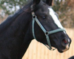 dressage horse Alyssa (Oldenburg, 2007, from Sunny Boy)