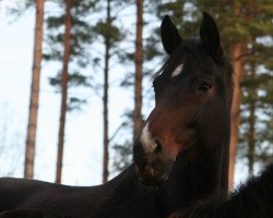 broodmare Wallflower (Oldenburg, 2006, from Samarant)