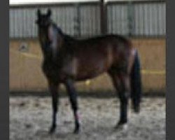 dressage horse Waikiki Hit (Oldenburg, 2004, from Sandro Hit)