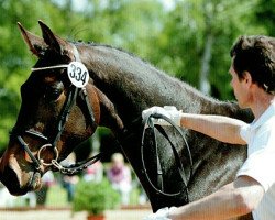 dressage horse Tin Lizzy 7 (Trakehner, 2006, from Hofrat)