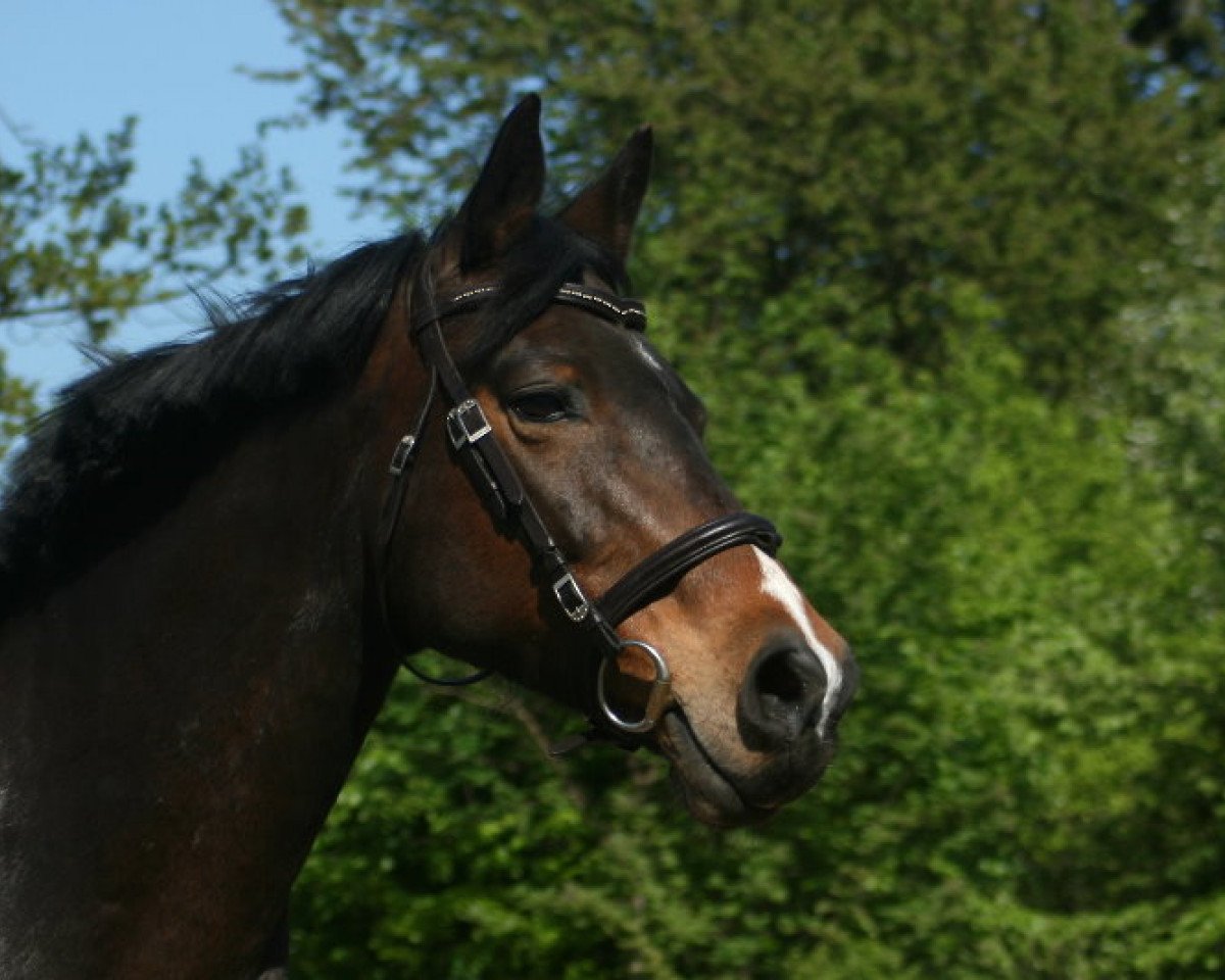 broodmare Thyra IV (Holsteiner, 2003, from Cosimo)