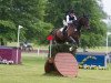 jumper Hamilton 24 (Hanoverian, 2002, from Heraldik xx)