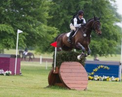 jumper Hamilton 24 (Hanoverian, 2002, from Heraldik xx)